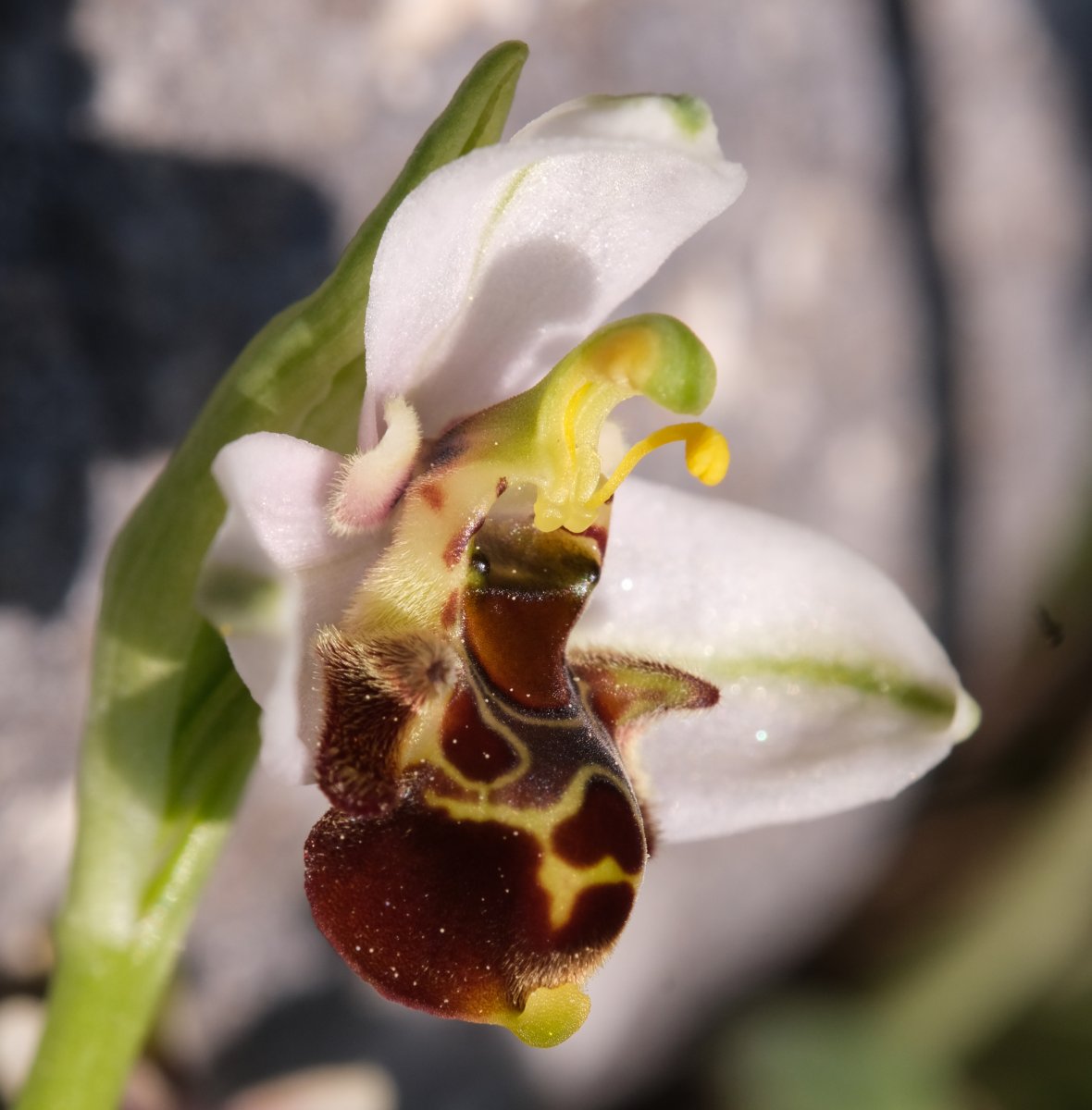 Ultime orchidee per quest''anno - Dalla Grecia con passione